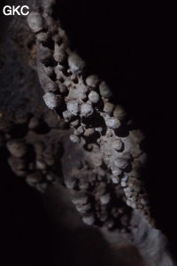 Grotte de Shanwangdong 山王洞 - réseau de Shuanghedongqun 双河洞 - (Suiyang 绥阳, Zunyi Shi 遵义市, Guizhou 贵州省, Chine 中国)