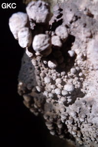 Grotte de Shanwangdong 山王洞 - réseau de Shuanghedongqun 双河洞 - (Suiyang 绥阳, Zunyi Shi 遵义市, Guizhou 贵州省, Chine 中国)