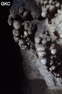 Grotte de Shanwangdong 山王洞 - réseau de Shuanghedongqun 双河洞 - (Suiyang 绥阳, Zunyi Shi 遵义市, Guizhou 贵州省, Chine 中国)