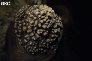 Grotte de Shanwangdong 山王洞 - réseau de Shuanghedongqun 双河洞 - (Suiyang 绥阳, Zunyi Shi 遵义市, Guizhou 贵州省, Chine 中国)