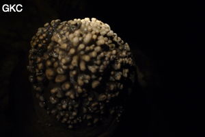 Grotte de Shanwangdong 山王洞 - réseau de Shuanghedongqun 双河洞 - (Suiyang 绥阳, Zunyi Shi 遵义市, Guizhou 贵州省, Chine 中国)