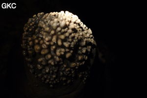 Grotte de Shanwangdong 山王洞 - réseau de Shuanghedongqun 双河洞 - (Suiyang 绥阳, Zunyi Shi 遵义市, Guizhou 贵州省, Chine 中国)