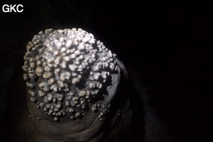 Grotte de Shanwangdong 山王洞 - réseau de Shuanghedongqun 双河洞 - (Suiyang 绥阳, Zunyi Shi 遵义市, Guizhou 贵州省, Chine 中国)