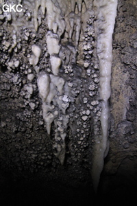 Grotte de Shanwangdong 山王洞 - réseau de Shuanghedongqun 双河洞 - (Suiyang 绥阳, Zunyi Shi 遵义市, Guizhou 贵州省, Chine 中国)