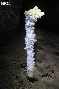 Stalagmite, Grotte de Shanwangdong 山王洞 - réseau de Shuanghedongqun 双河洞 - (Suiyang 绥阳, Zunyi Shi 遵义市, Guizhou 贵州省, Chine 中国)