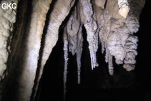 Stalactites, Grotte de Shanwangdong 山王洞 - réseau de Shuanghedongqun 双河洞 - (Suiyang 绥阳, Zunyi Shi 遵义市, Guizhou 贵州省, Chine 中国)