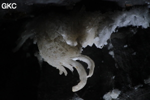 Crosses de gypse dans la Grotte de Pixiaodong 皮硝洞 - réseau de Shuanghedong 双河洞 - (Wenquan, Suiyang 绥阳, Zunyi 遵义市, Guizhou 贵州省, Chine 中国).