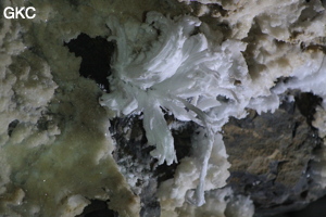 Fleur de gypse dans la Grotte de Pixiaodong 皮硝洞 - réseau de Shuanghedong 双河洞 - (Wenquan, Suiyang 绥阳, Zunyi 遵义市, Guizhou 贵州省, Chine 中国).