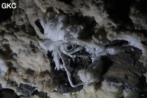 Fleur de gypse dans la Grotte de Pixiaodong 皮硝洞 - réseau de Shuanghedong 双河洞 - (Wenquan, Suiyang 绥阳, Zunyi 遵义市, Guizhou 贵州省, Chine 中国).