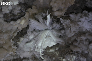 Fleur de gypse dans la Grotte de Pixiaodong 皮硝洞 - réseau de Shuanghedong 双河洞 - (Wenquan, Suiyang 绥阳, Zunyi 遵义市, Guizhou 贵州省, Chine 中国).