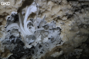 Fleur de gypse dans la Grotte de Pixiaodong 皮硝洞 - réseau de Shuanghedong 双河洞 - (Wenquan, Suiyang 绥阳, Zunyi 遵义市, Guizhou 贵州省, Chine 中国).