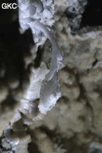 Grotte de Pixiaodong 皮硝洞 - réseau de Shuanghedong 双河洞 - (Wenquan, Suiyang 绥阳, Zunyi 遵义市, Guizhou 贵州省, Chine 中国).