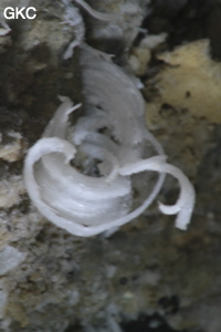 Grotte de Pixiaodong 皮硝洞 - réseau de Shuanghedong 双河洞 - (Wenquan, Suiyang 绥阳, Zunyi 遵义市, Guizhou 贵州省, Chine 中国).