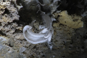 Grotte de Pixiaodong 皮硝洞 - réseau de Shuanghedong 双河洞 - (Wenquan, Suiyang 绥阳, Zunyi 遵义市, Guizhou 贵州省, Chine 中国).