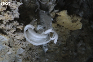 Grotte de Pixiaodong 皮硝洞 - réseau de Shuanghedong 双河洞 - (Wenquan, Suiyang 绥阳, Zunyi 遵义市, Guizhou 贵州省, Chine 中国).