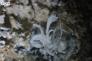 Grotte de Pixiaodong 皮硝洞 - réseau de Shuanghedong 双河洞 - (Wenquan, Suiyang 绥阳, Zunyi 遵义市, Guizhou 贵州省, Chine 中国).