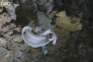 Grotte de Pixiaodong 皮硝洞 - réseau de Shuanghedong 双河洞 - (Wenquan, Suiyang 绥阳, Zunyi 遵义市, Guizhou 贵州省, Chine 中国).