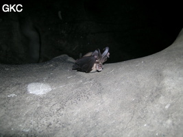 Chauve-souris dans la Grotte de Lingshandong 灵山洞 - réseau de Mawangdong 麻王洞 - (Fuyan, Zheng'an 正安, Zunyi Shi 遵义市, Guizhou 贵州省, Chine 中国)