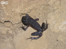 Grenouille (Oreolalax Rhodostigmatus) dans la grotte de Wĕnjiáogāodòng 文教高洞 (Wenquan, Suiyang, Guizhou).