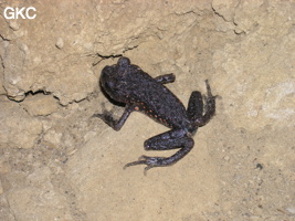 Grenouille (Oreolalax Rhodostigmatus) dans la grotte de Wĕnjiáogāodòng 文教高洞 (Wenquan, Suiyang, Guizhou).