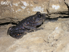 Grenouille (Oreolalax Rhodostigmatus) dans la grotte de Wĕnjiáogāodòng 文教高洞 (Wenquan, Suiyang, Guizhou).