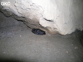 Grenouille Oreolalax rhodostigmatus dans l'entrée de Longqiaogedong (Grotte de la pagode de l'arche du dragon) 龙桥阁洞,  réseau de Longnudong 龙女洞. (Shipin, Zheng'an 正安, Zunyi Shi 遵义市, Guizhou 贵州省, Chine 中国)