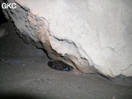 Grenouille Oreolalax rhodostigmatus dans l'entrée de Longqiaogedong (Grotte de la pagode de l'arche du dragon) 龙桥阁洞,  réseau de Longnudong 龙女洞. (Shipin, Zheng'an 正安, Zunyi Shi 遵义市, Guizhou 贵州省, Chine 中国)