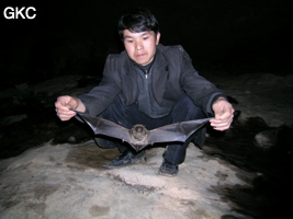 Grande chauve-souris dans la galerie d'entrée de la grotte perte de Xiaoshuidong 消水洞. (Wuluo, district autonome Miao de Songtao 松桃苗族自治县, Tongren, Guizhou)