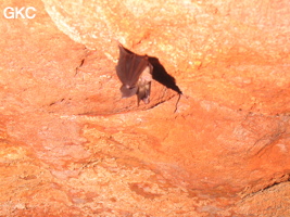 Chauve-souris dans la grotte de Xiniudong 犀牛洞 (une entrée du réseau  de Xiaoshuidong 消水洞). (Wuluo, district autonome Miao de Songtao 松桃苗族自治县, Tongren, Guizhou)