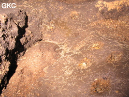 Par endroit,  dans l'unique galerie de la grotte de Tianbaodong 天宝洞 des milliers de myriapodes blancs, (Qinggangtang, Suiyang, Zunyi, Guizhou)