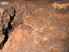 Par endroit,  dans l'unique galerie de la grotte de Tianbaodong 天宝洞 des milliers de myriapodes blancs, (Qinggangtang, Suiyang, Zunyi, Guizhou)