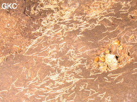 Par endroit,  dans l'unique galerie de la grotte de Tianbaodong 天宝洞 des milliers de myriapodes blancs, (Qinggangtang, Suiyang, Zunyi, Guizhou)
