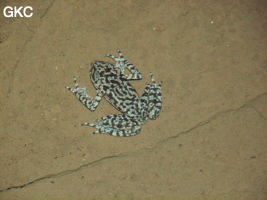 Grenouille dans l'exsurgence de Mawandong 麻湾洞 (Grotte du virage). (Banzhu, Zheng'an, Zunyi, Guizhou)