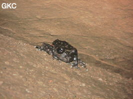 Grenouille dans l'exsurgence de Mawandong 麻湾洞 (Grotte du virage). (Banzhu, Zheng'an, Zunyi, Guizhou)