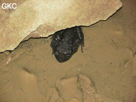 Grenouille Oreolalax rhodostigmatus dans la grotte de Longqiaogedong (Grotte de la pagode de l'arche du dragon) 龙桥阁洞,  réseau de Longnudong 龙女洞. (Shipin, Zheng'an 正安, Zunyi Shi 遵义市, Guizhou 贵州省, Chine 中国)