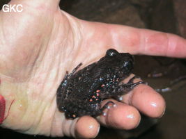 Grenouille Oreolalax rhodostigmatus dans la grotte de Longqiaogedong (Grotte de la pagode de l'arche du dragon) 龙桥阁洞,  réseau de Longnudong 龙女洞. (Shipin, Zheng'an 正安, Zunyi Shi 遵义市, Guizhou 贵州省, Chine 中国)