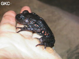 Grenouille Oreolalax rhodostigmatus dans la grotte de Longqiaogedong (Grotte de la pagode de l'arche du dragon) 龙桥阁洞,  réseau de Longnudong 龙女洞. (Shipin, Zheng'an 正安, Zunyi Shi 遵义市, Guizhou 贵州省, Chine 中国)