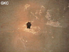 Chauve-souris dans la grotte de Longqiaogedong (Grotte de la pagode de l'arche du dragon) 龙桥阁洞,  réseau de Longnudong 龙女洞. (Shipin, Zheng'an 正安, Zunyi Shi 遵义市, Guizhou 贵州省, Chine 中国)