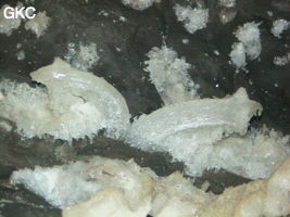 Crosse de gypse dans la Grotte de Pixiaodong 皮硝洞 - réseau de Shuanghedong 双河洞 - (Wenquan, Suiyang 绥阳, Zunyi 遵义市, Guizhou 贵州省, Chine 中国).