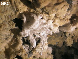 Fleur de gypse dans la Grotte de Pixiaodong 皮硝洞 - réseau de Shuanghedong 双河洞 - (Wenquan, Suiyang 绥阳, Zunyi 遵义市, Guizhou 贵州省, Chine 中国).