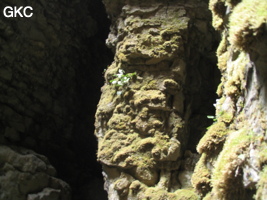 Le puits d'entrée de 155 mètres du gouffre de Xiaokengyan 消坑岩 .(Banzhu, Zheng'an 正安, Zunyi, Guizhou)