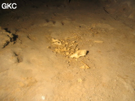 Dans la grotte de Meidongwan 煤洞湾 (réseau de Mawangdong 麻王洞) , squelette de cabri ? entre le puits d'entrée et la salle du vestiare. (Fuyuan, Zheng'an, Zunyi, Guizhou)