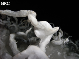 Dans le réseau de Shuanghedongqun 双河洞. Helectites (excentriques) dans la grotte de Pixiao Dong 皮硝洞 (Wenquan, Suiyang 绥阳, Zunyi, 遵义市 Guizhou 贵州省)