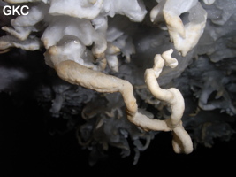 Helectites (excentriques) dans Grotte de Pixiaodong 皮硝洞 - réseau de Shuanghedong 双河洞 - (Wenquan, Suiyang 绥阳, Zunyi 遵义市, Guizhou 贵州省, Chine 中国).
