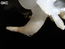 Helectites (excentriques) dans Grotte de Pixiaodong 皮硝洞 - réseau de Shuanghedong 双河洞 - (Wenquan, Suiyang 绥阳, Zunyi 遵义市, Guizhou 贵州省, Chine 中国).