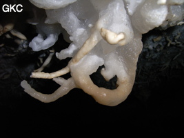Helectites (excentriques) dans Grotte de Pixiaodong 皮硝洞 - réseau de Shuanghedong 双河洞 - (Wenquan, Suiyang 绥阳, Zunyi 遵义市, Guizhou 贵州省, Chine 中国).