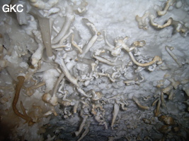 Helectites (excentriques) dans Grotte de Pixiaodong 皮硝洞 - réseau de Shuanghedong 双河洞 - (Wenquan, Suiyang 绥阳, Zunyi 遵义市, Guizhou 贵州省, Chine 中国).
