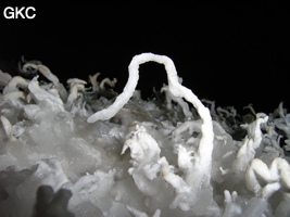 Helectites (excentriques) dans Grotte de Pixiaodong 皮硝洞 - réseau de Shuanghedong 双河洞 - (Wenquan, Suiyang 绥阳, Zunyi 遵义市, Guizhou 贵州省, Chine 中国).