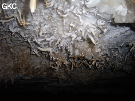 Helectites (excentriques) dans Grotte de Pixiaodong 皮硝洞 - réseau de Shuanghedong 双河洞 - (Wenquan, Suiyang 绥阳, Zunyi 遵义市, Guizhou 贵州省, Chine 中国).