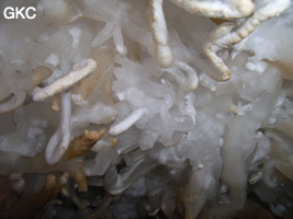 Helectites (excentriques) dans Grotte de Pixiaodong 皮硝洞 - réseau de Shuanghedong 双河洞 - (Wenquan, Suiyang 绥阳, Zunyi 遵义市, Guizhou 贵州省, Chine 中国).